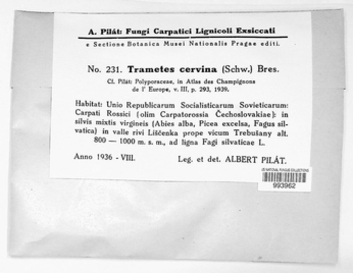 Irpicaceae image